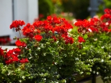 Výsadba balkónových květin do truhlíků a jejich zdravý růst