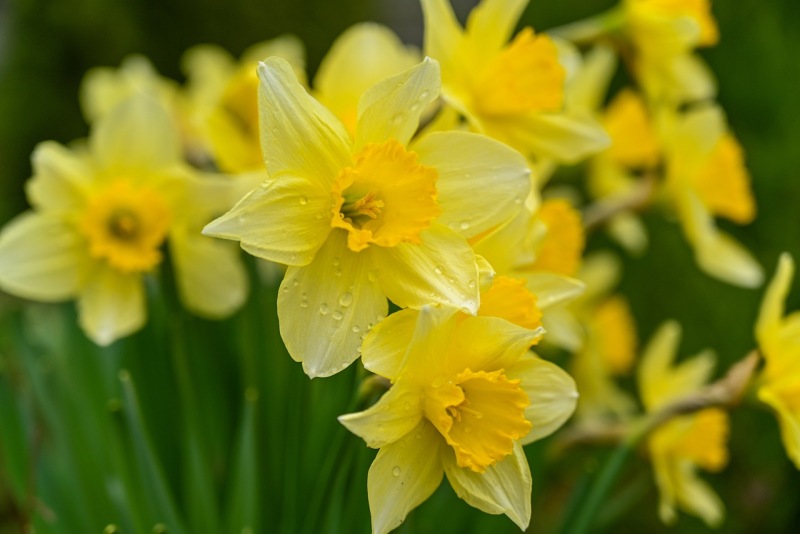 Narcisy - symboly jara a Velikonoc