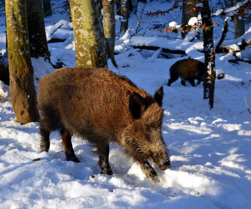 Jak ochránit zahradu před divokými prasaty?