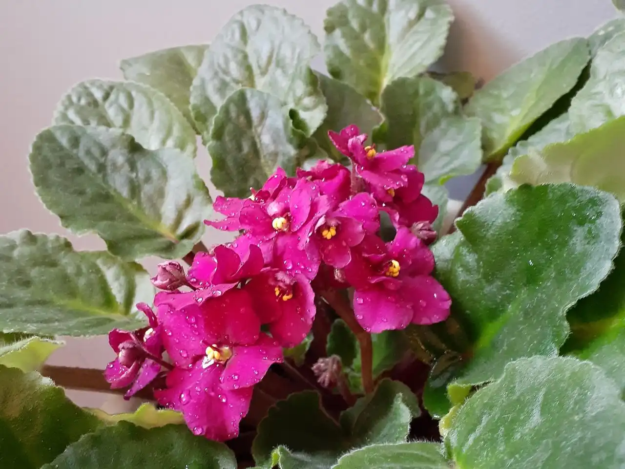 Jak pěstovat africké fialky