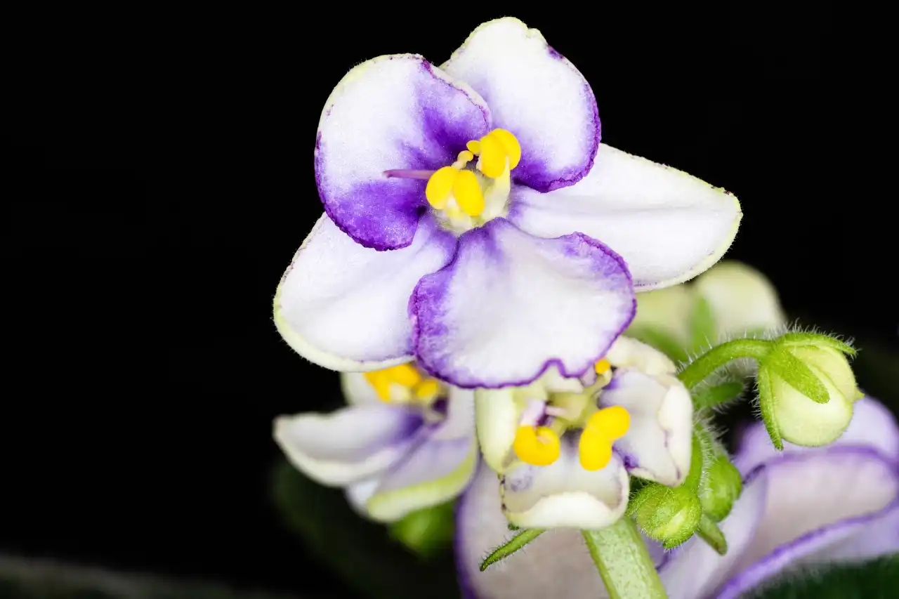 Jak pěstovat africké fialky