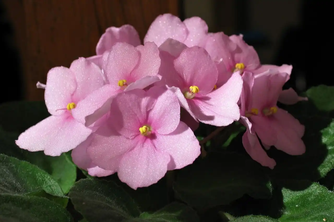 Jak pěstovat africké fialky