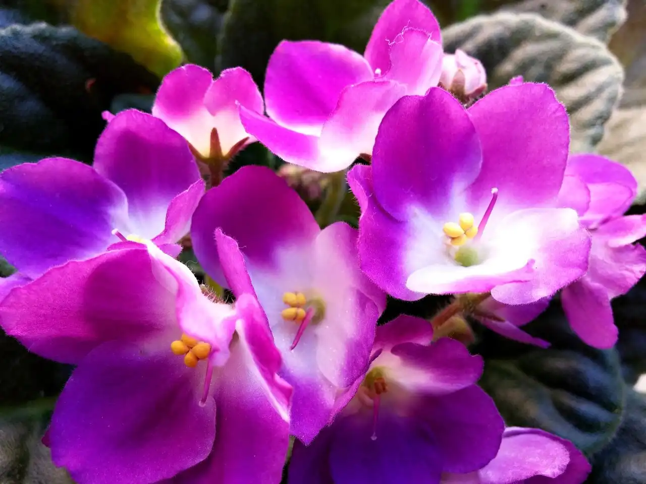 Jak pěstovat africké fialky