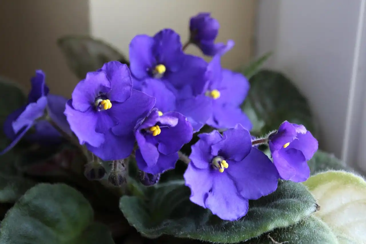 Jak pěstovat africké fialky