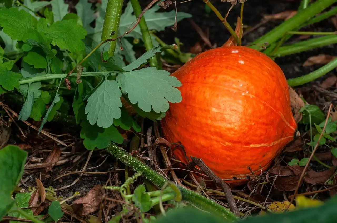 Hojení dýní v září a říhnu