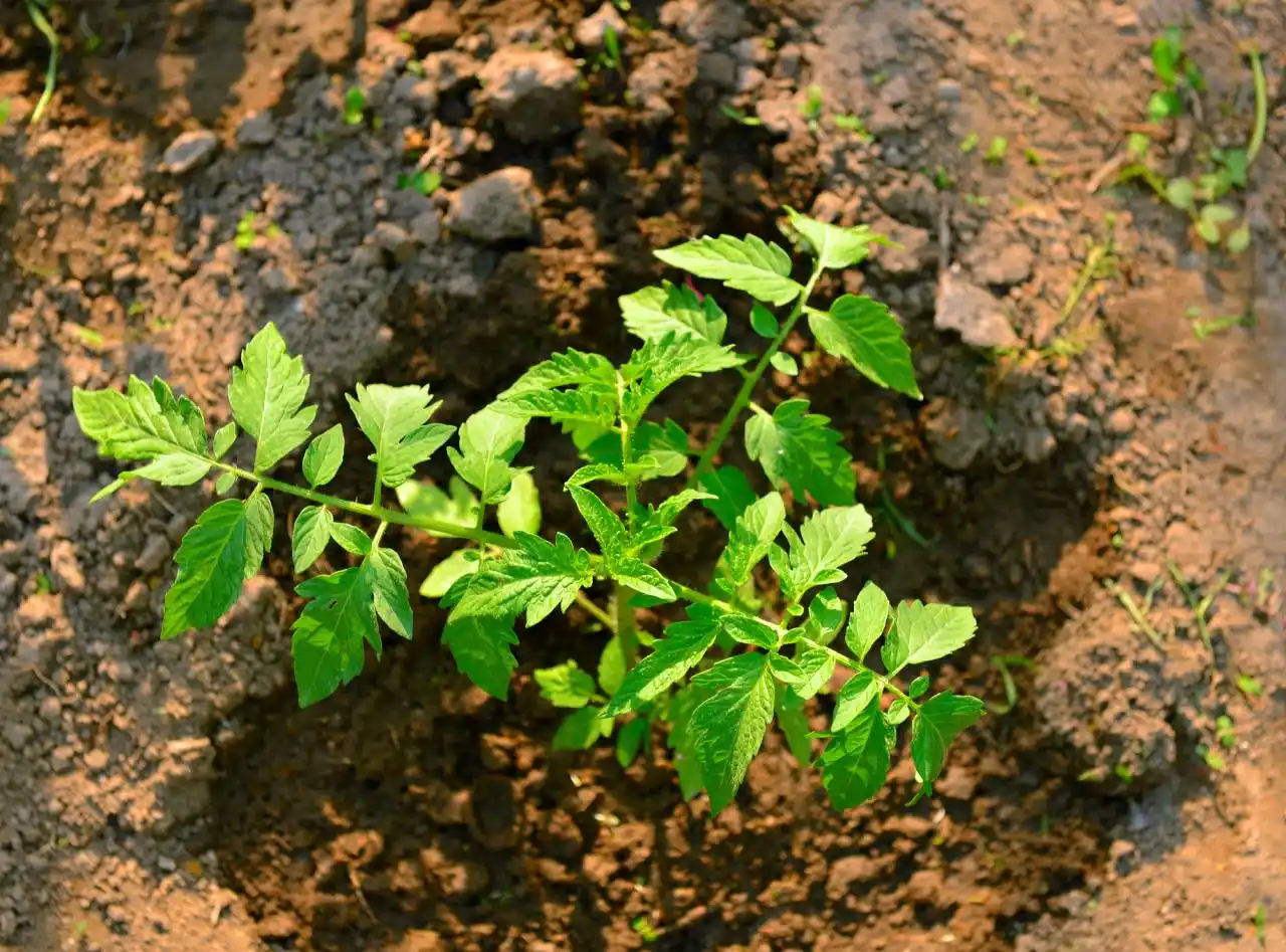 Hnojivo z droždí využijeme při vysazování sazenic rajčat.