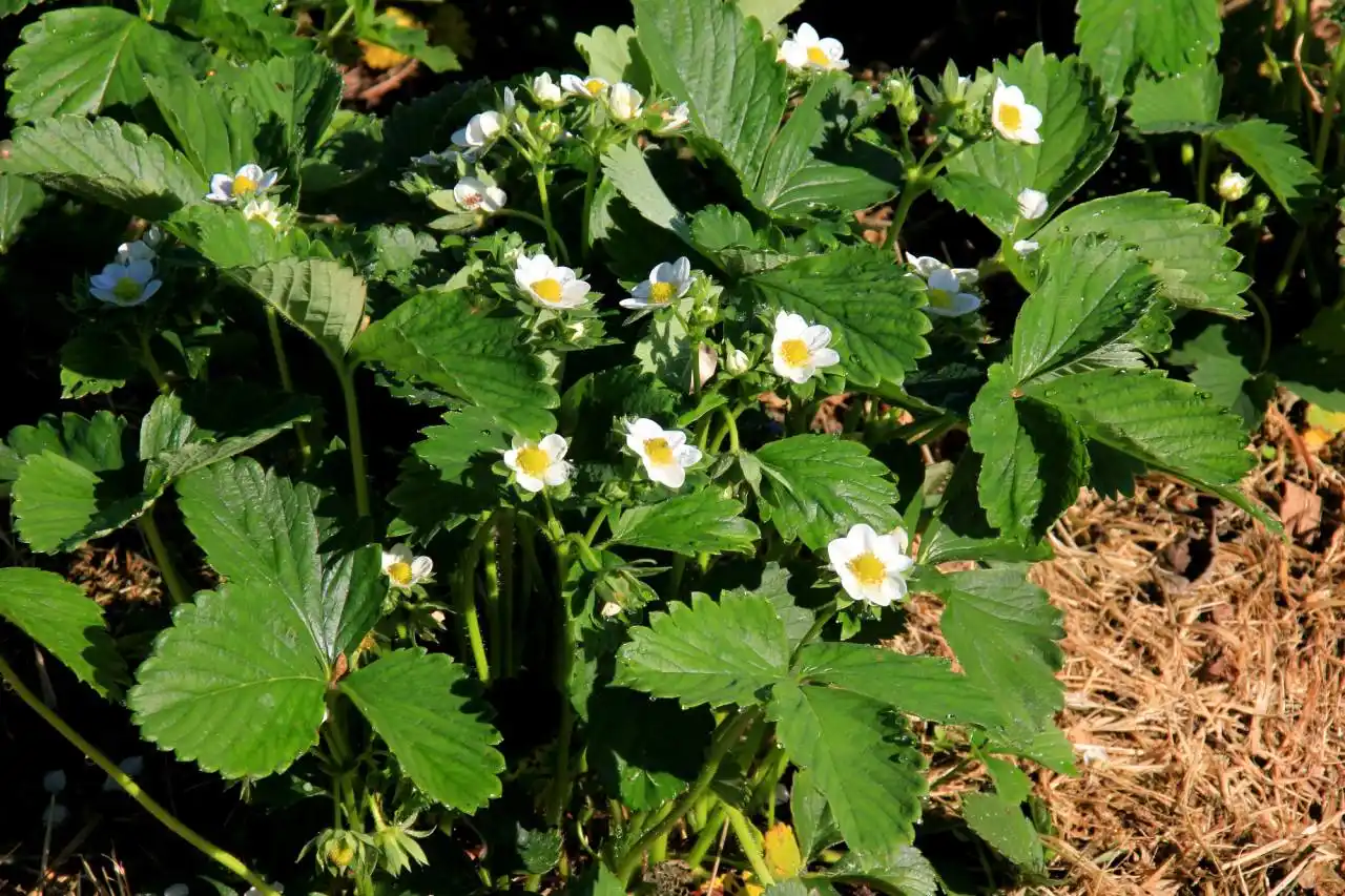 Hnojivo z droždí může podpořit jarní start růstu jahod.