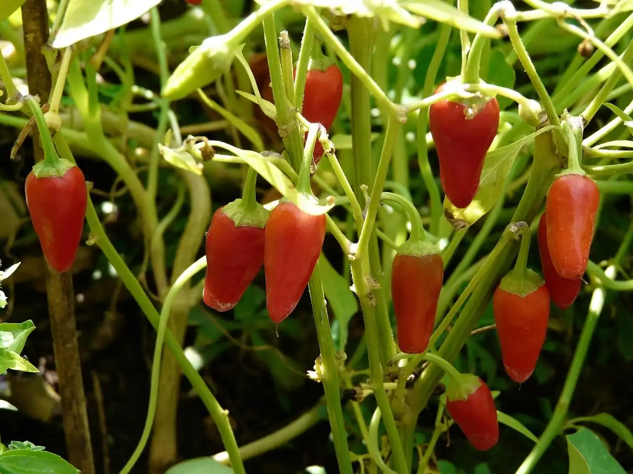 Jak podpořit pálivost chilli paprik při dozrávání