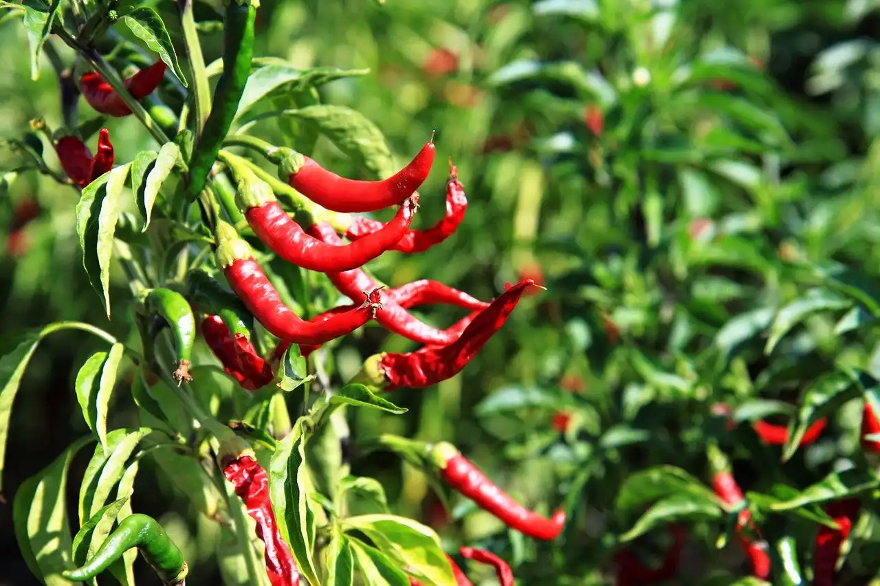 Jak podpořit pálivost chilli paprik při dozrávání