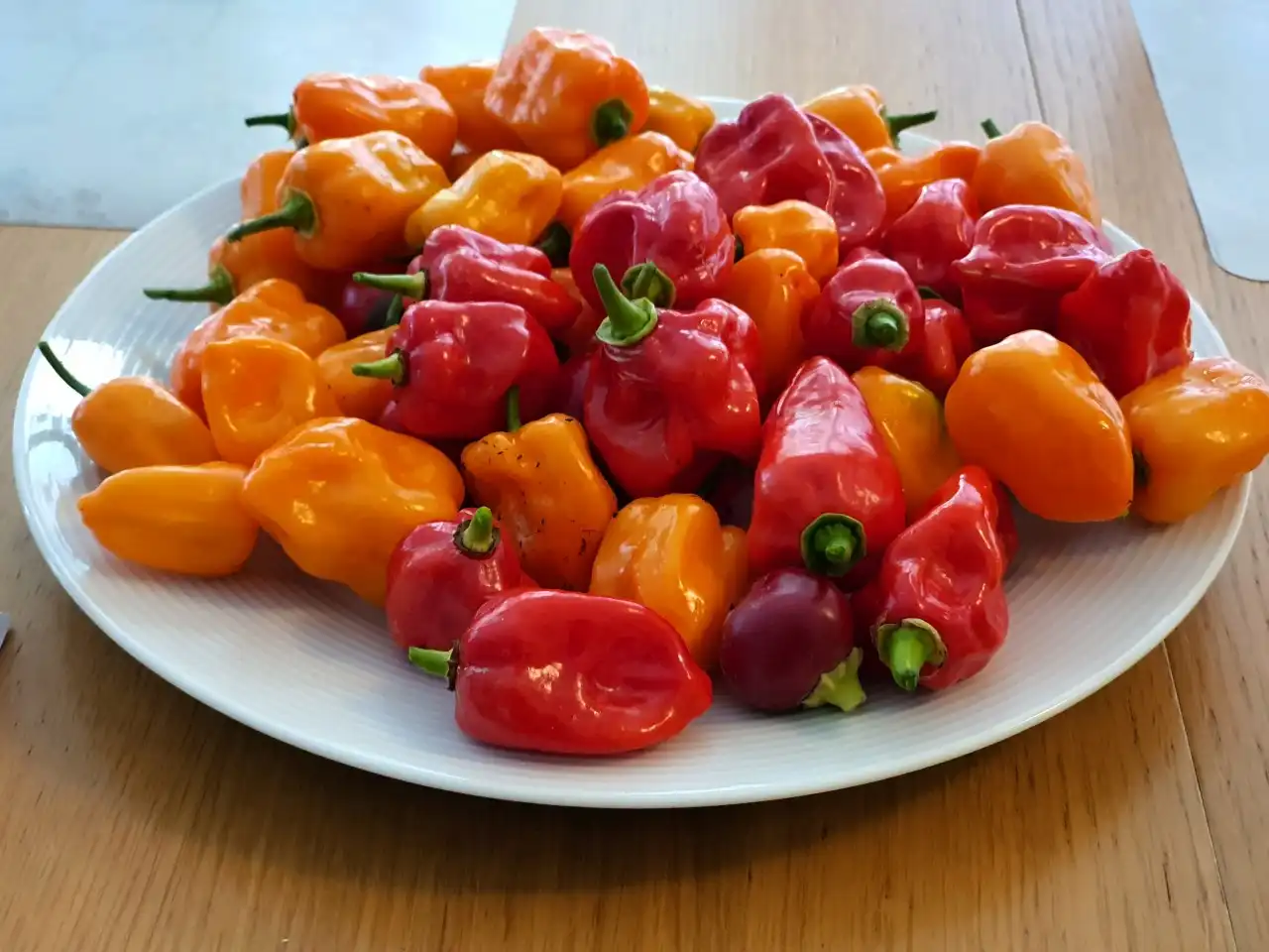 Jak podpořit pálivost chilli paprik při dozrávání
