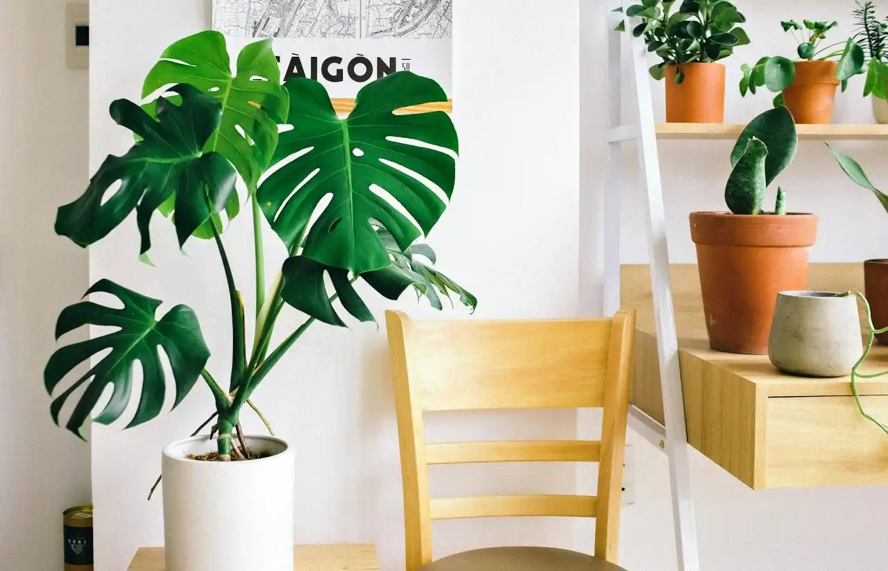 Monstera - jak pěstovat pokojou rostlinu