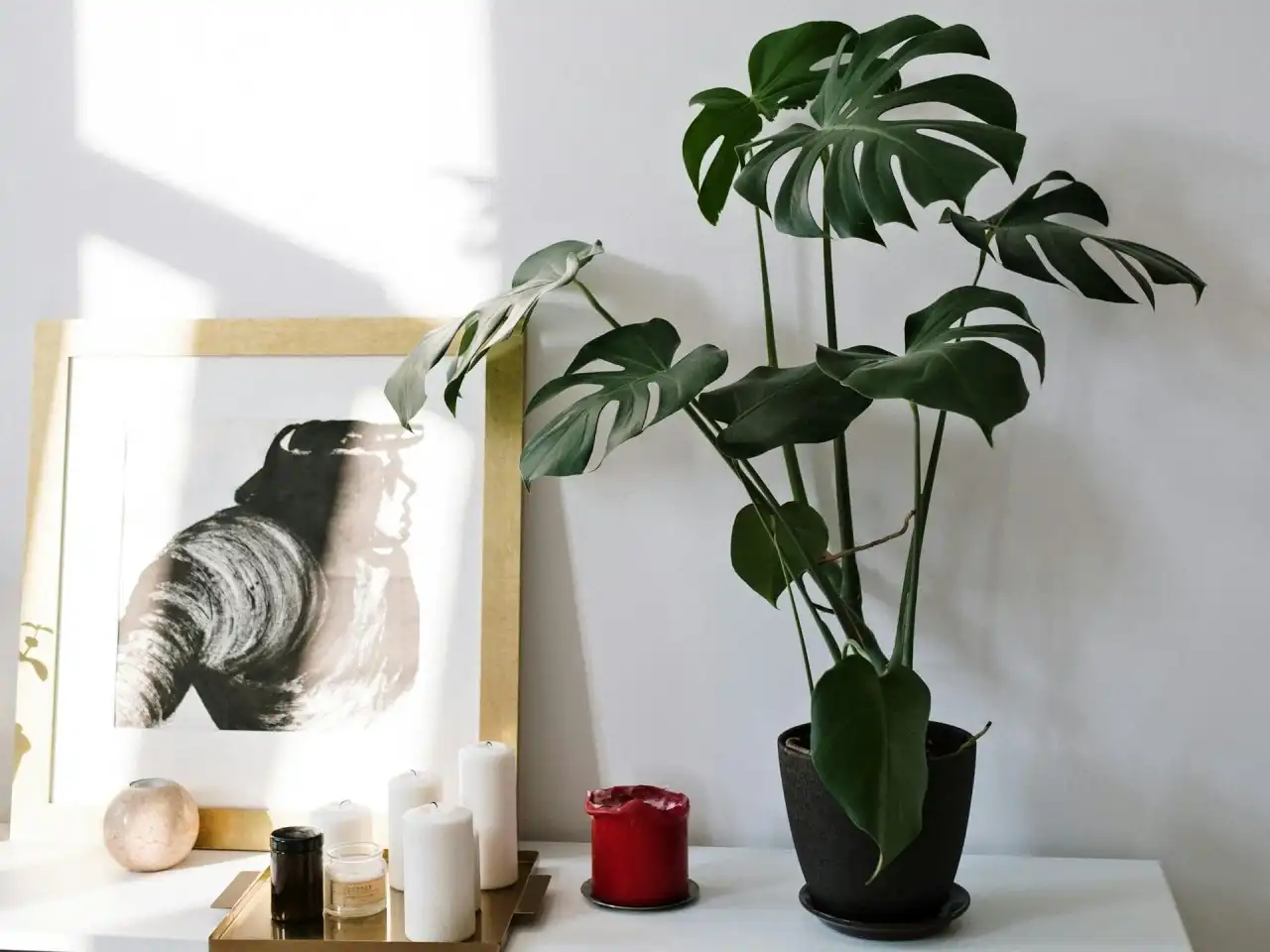 Monstera - jak pěstovat pokojou rostlinu