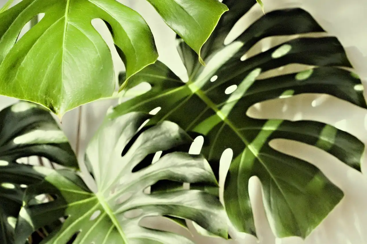 Monstera - jak pěstovat pokojou rostlinu