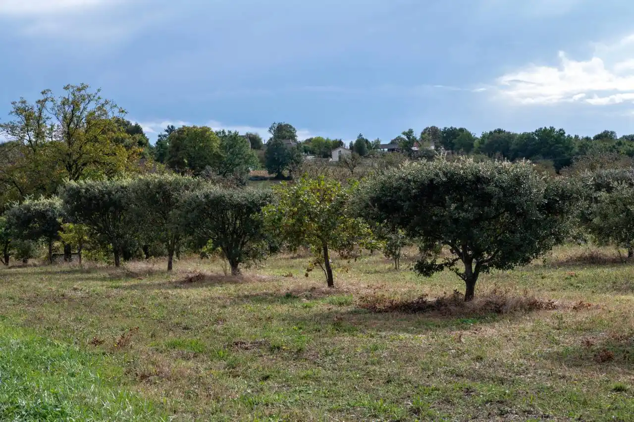 Pěstování lanýžů - lanýžová plantáž