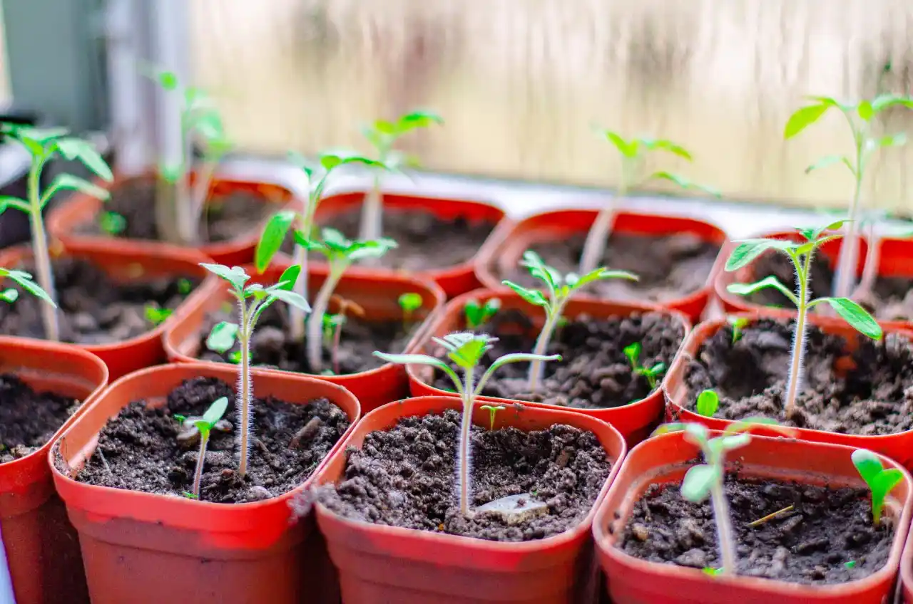Příprava skleníku na sezónu - předpěstování rostlin
