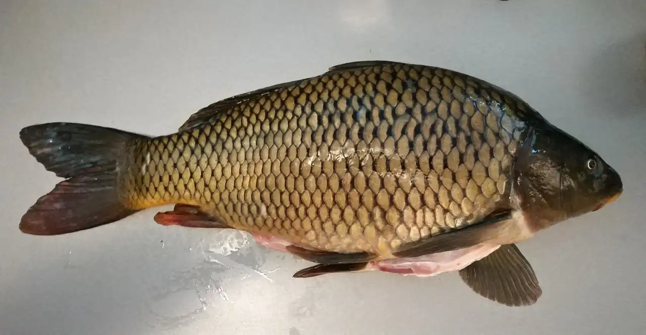 Jak vykostit kapra a připravit filety