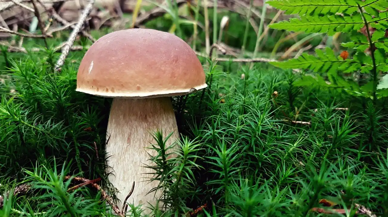 Nejchutnější houby podzimních lesů - hřib