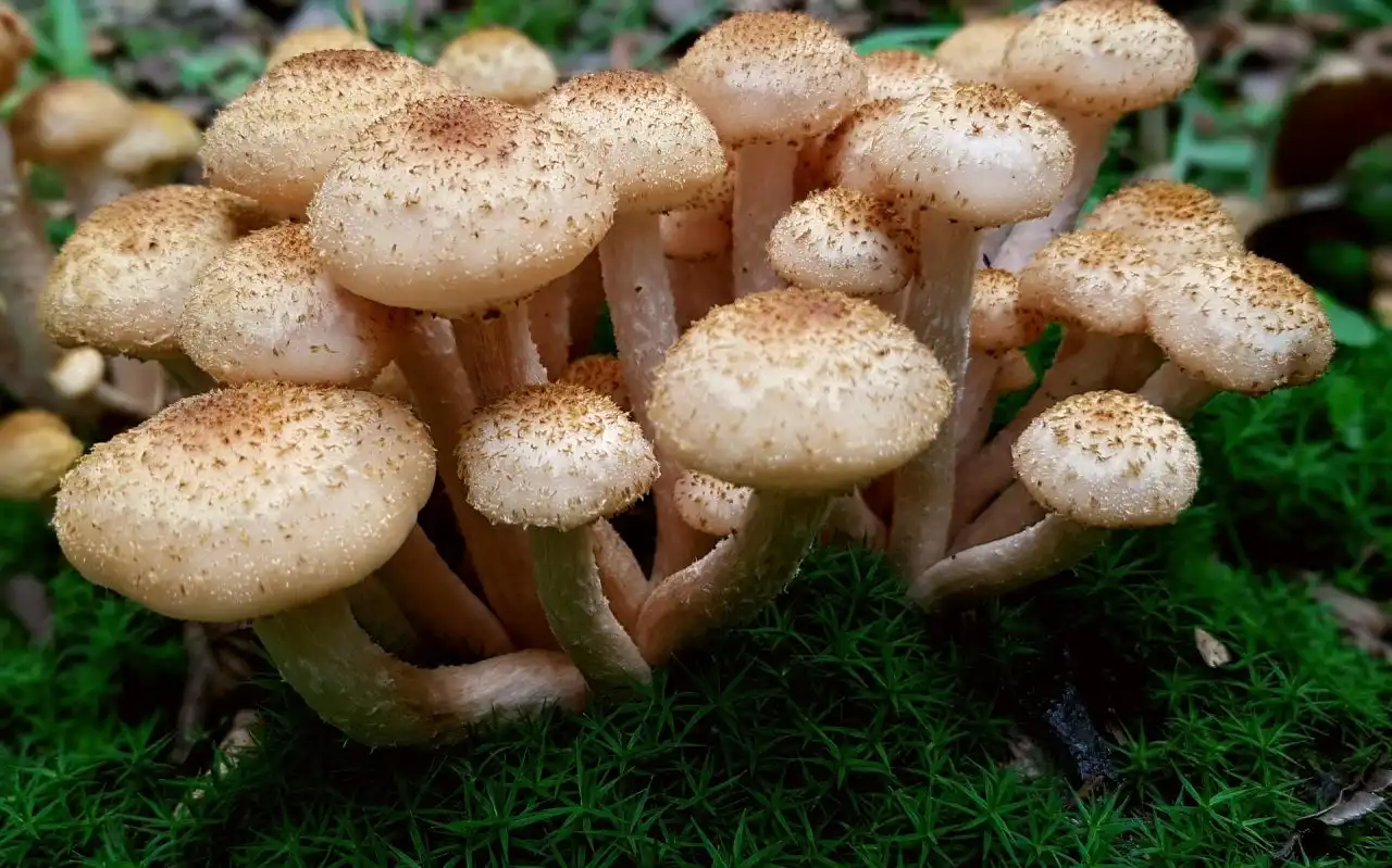 Nejchutnější houby podzimních lesů - václavky