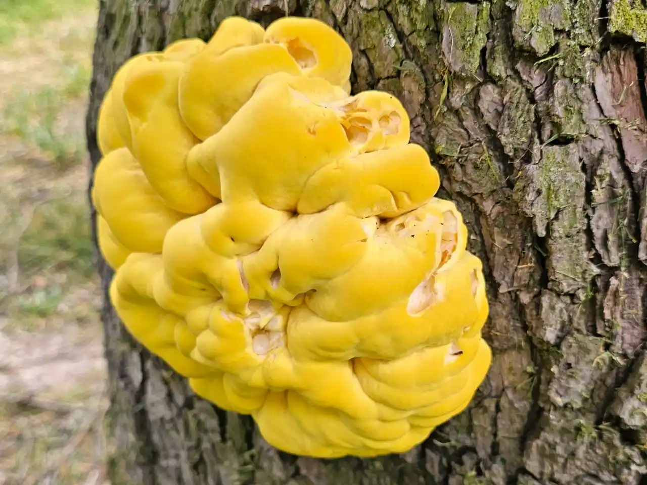 Mladý sírovec krátce po vyrašení bývá jasně žlutý, velmi měkký a ideální pro kuchyňské zpracování.