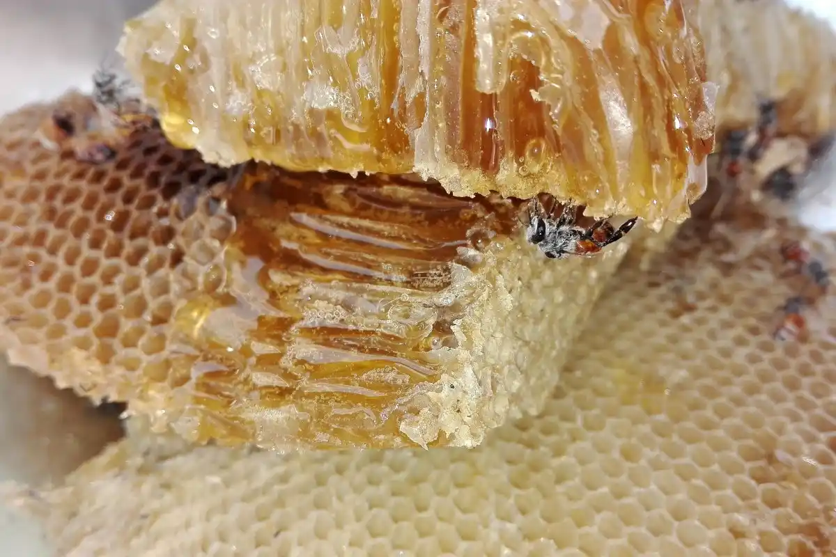 Přírodní med v plástvi se zachovanou strukturou