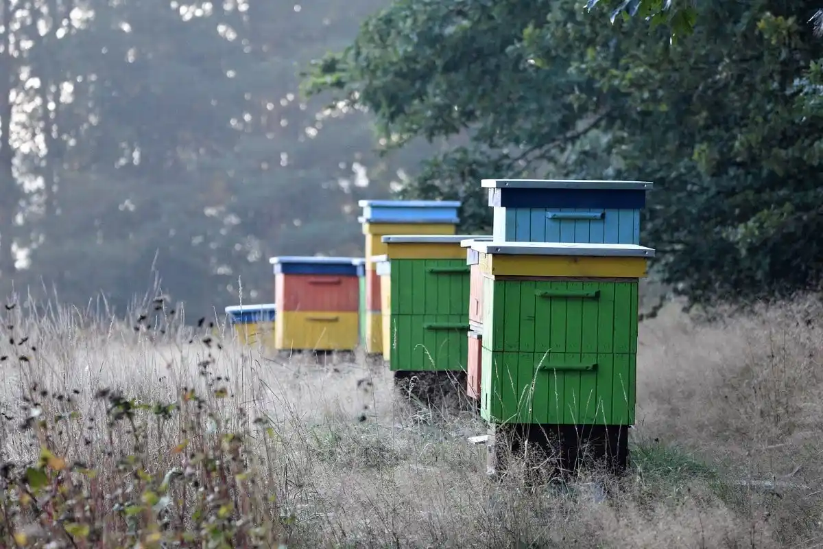 Úly umístěné v klidné krajině s bohatou pastvou pro včely