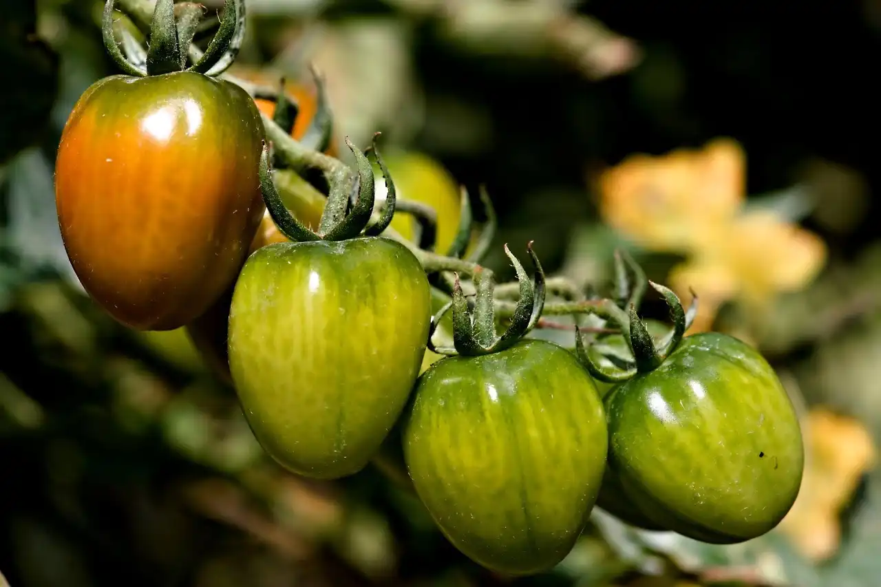 Salsa verde ze zelených rajčat