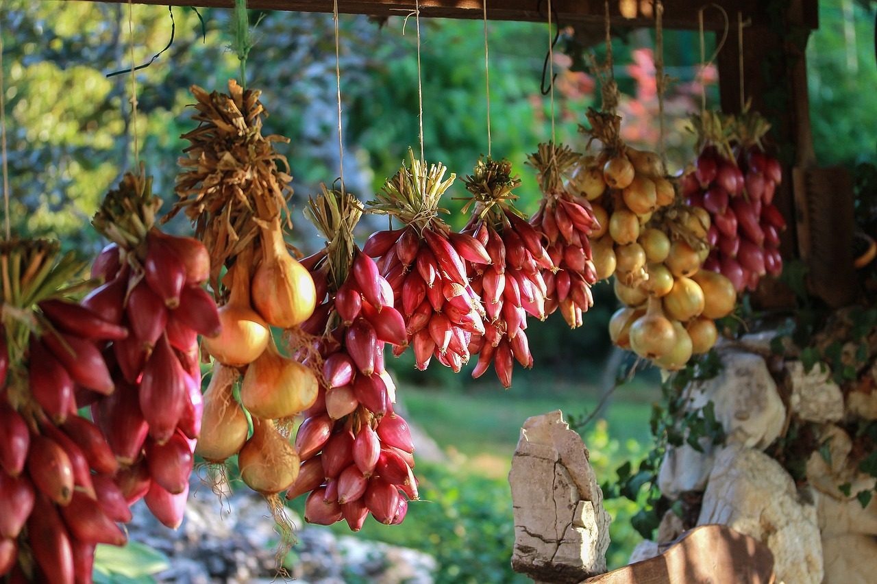 sklizeň a sušení cibule