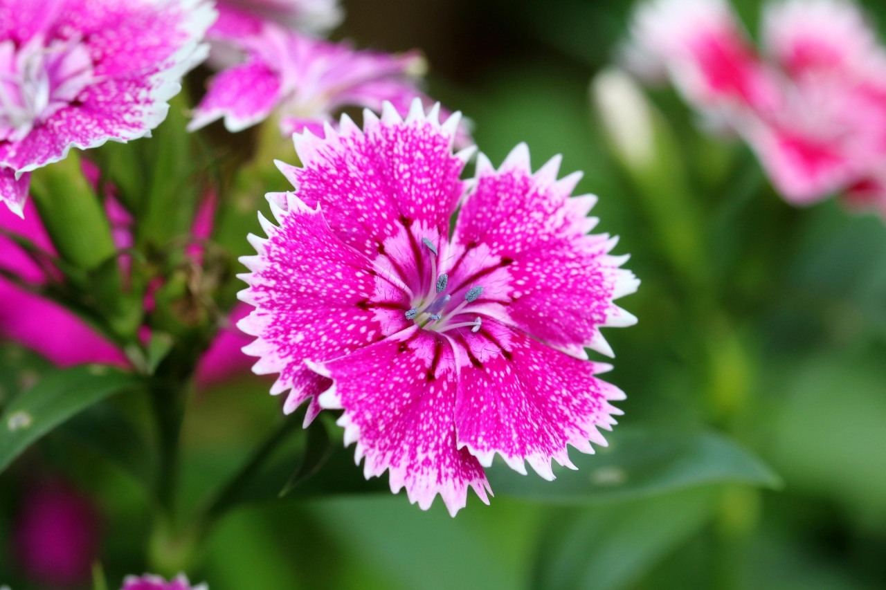 Jak pěstova karafiáty - Dianthus chinensis