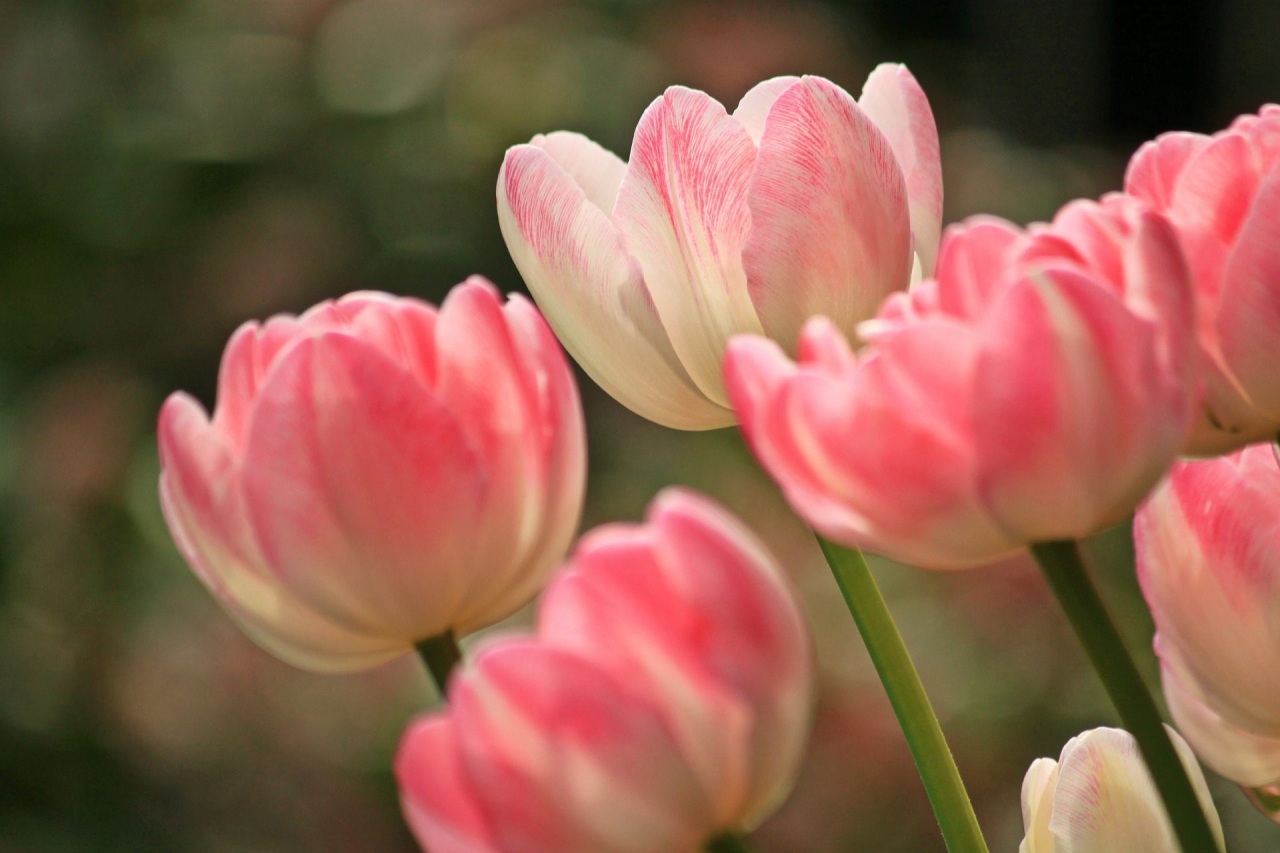 Tulipány: Návod na výsadbu a péči