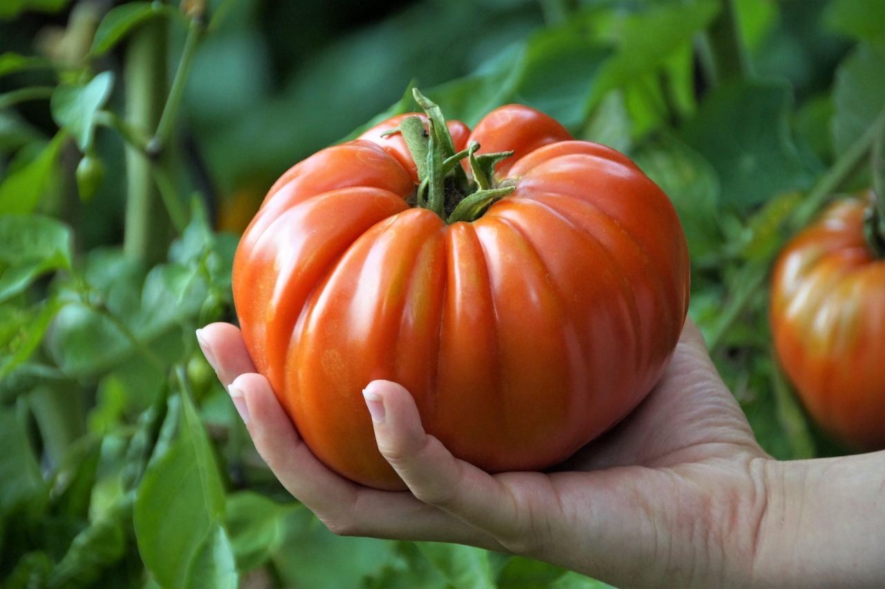  cherry rajčata jsou známá také jako rajčata koktejlová 