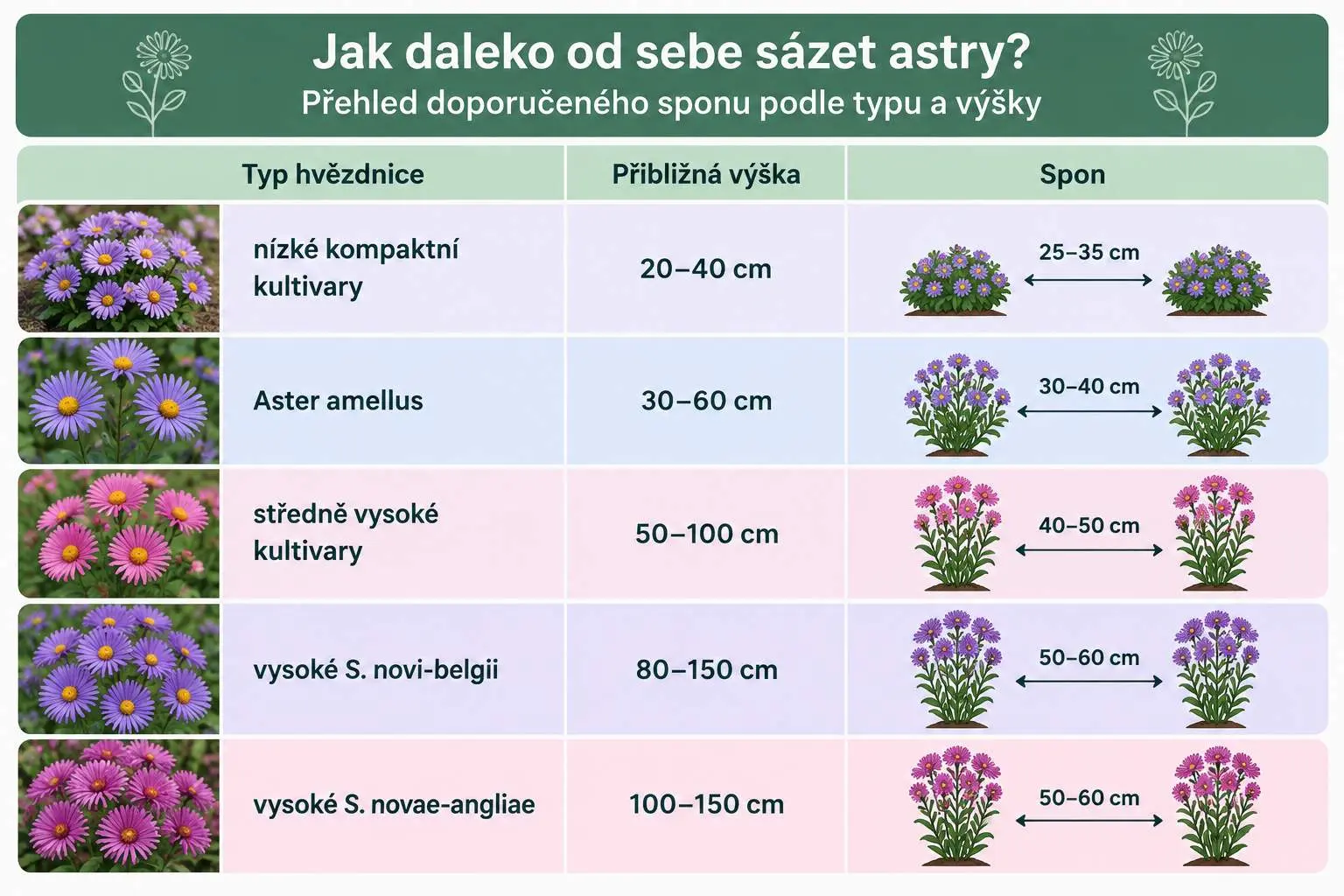 Pěstování aster - jak daleko od sebe vysazovat
