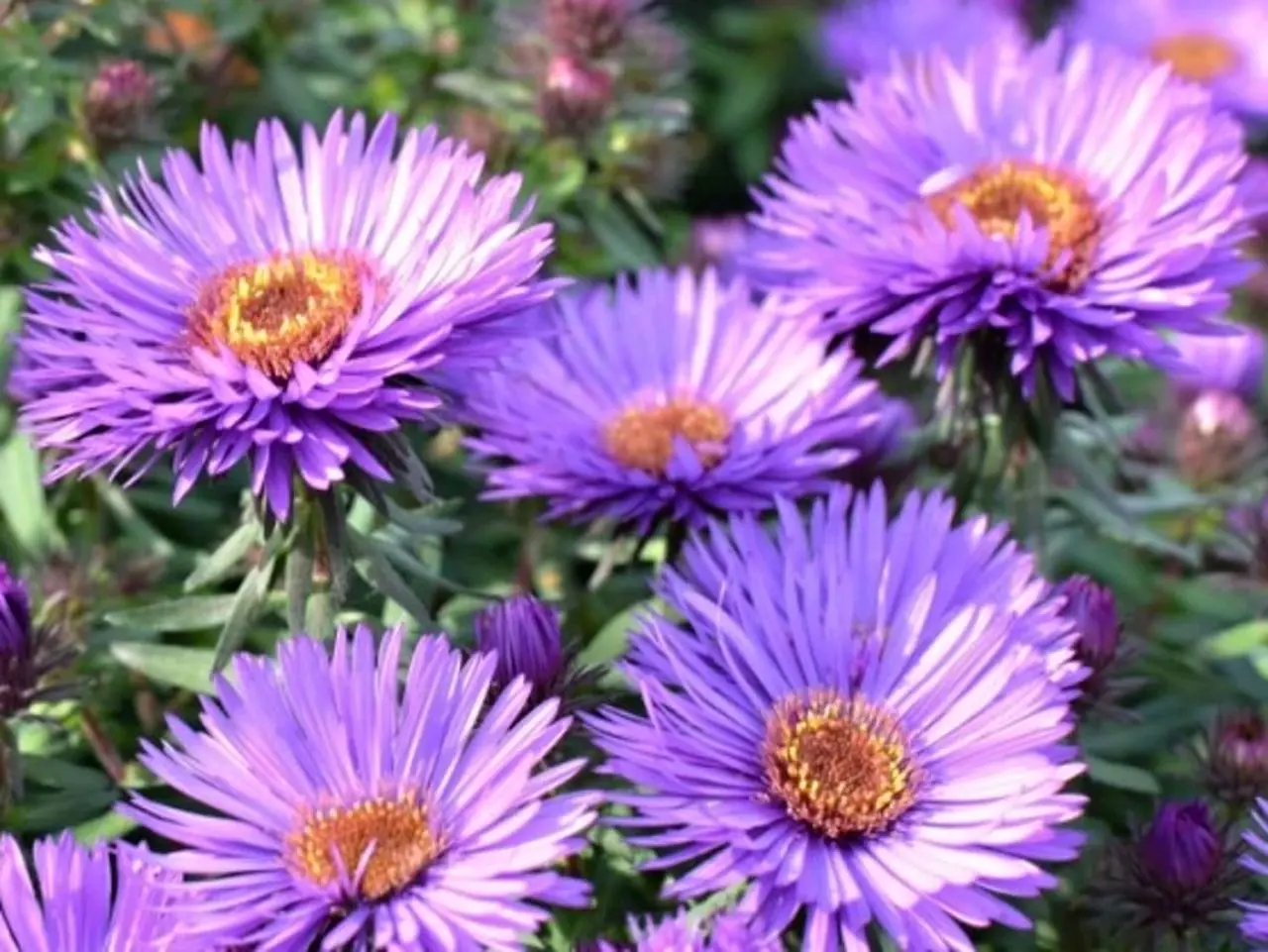 Pěstování aster