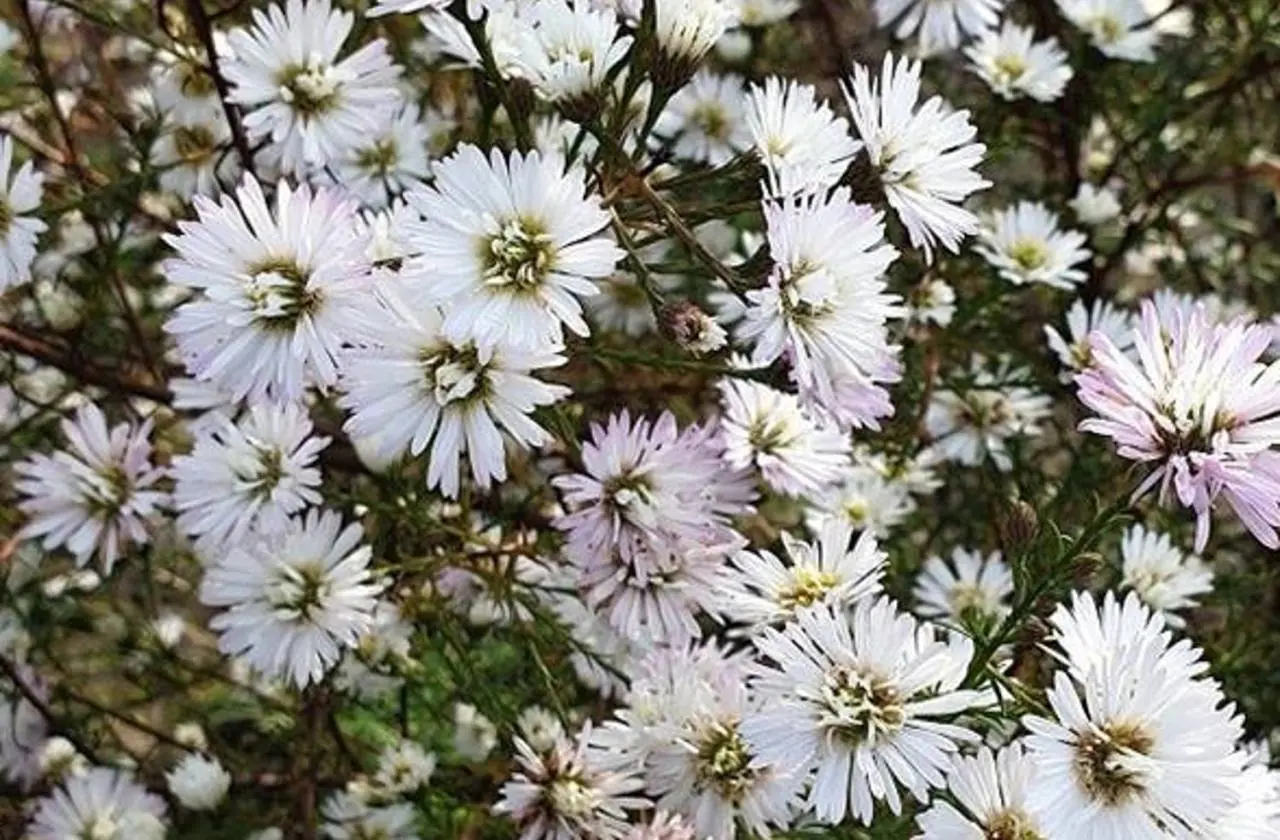 Pěstování aster