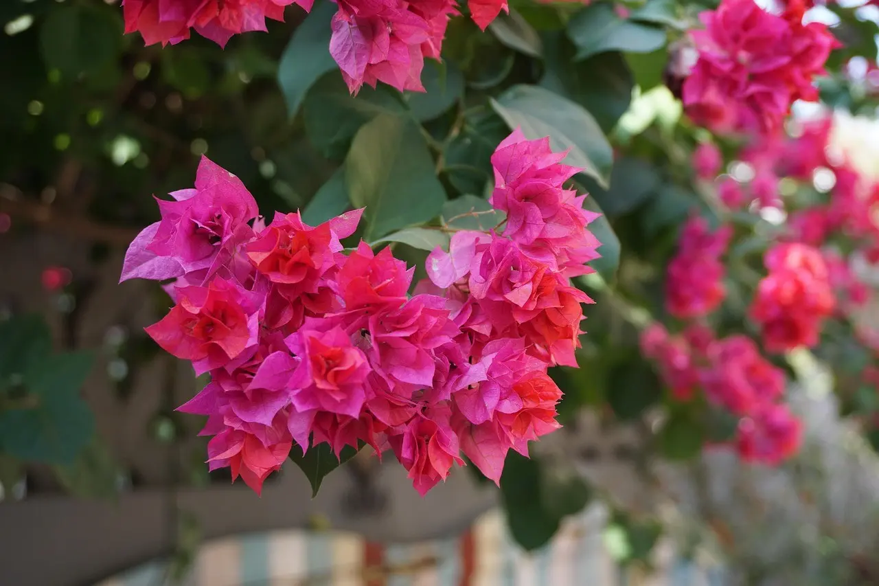 Bougainvillea