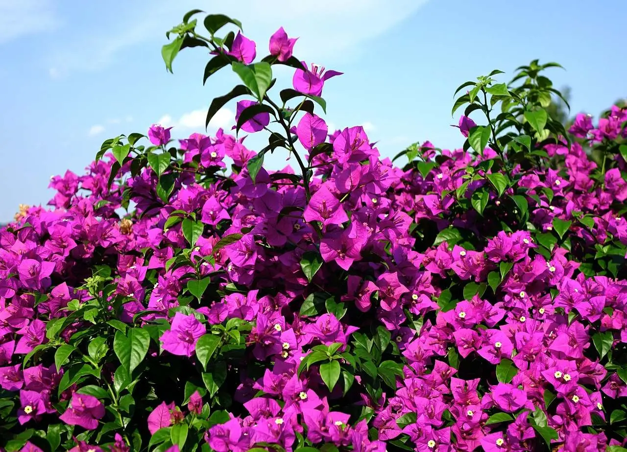 Bougainvillea
