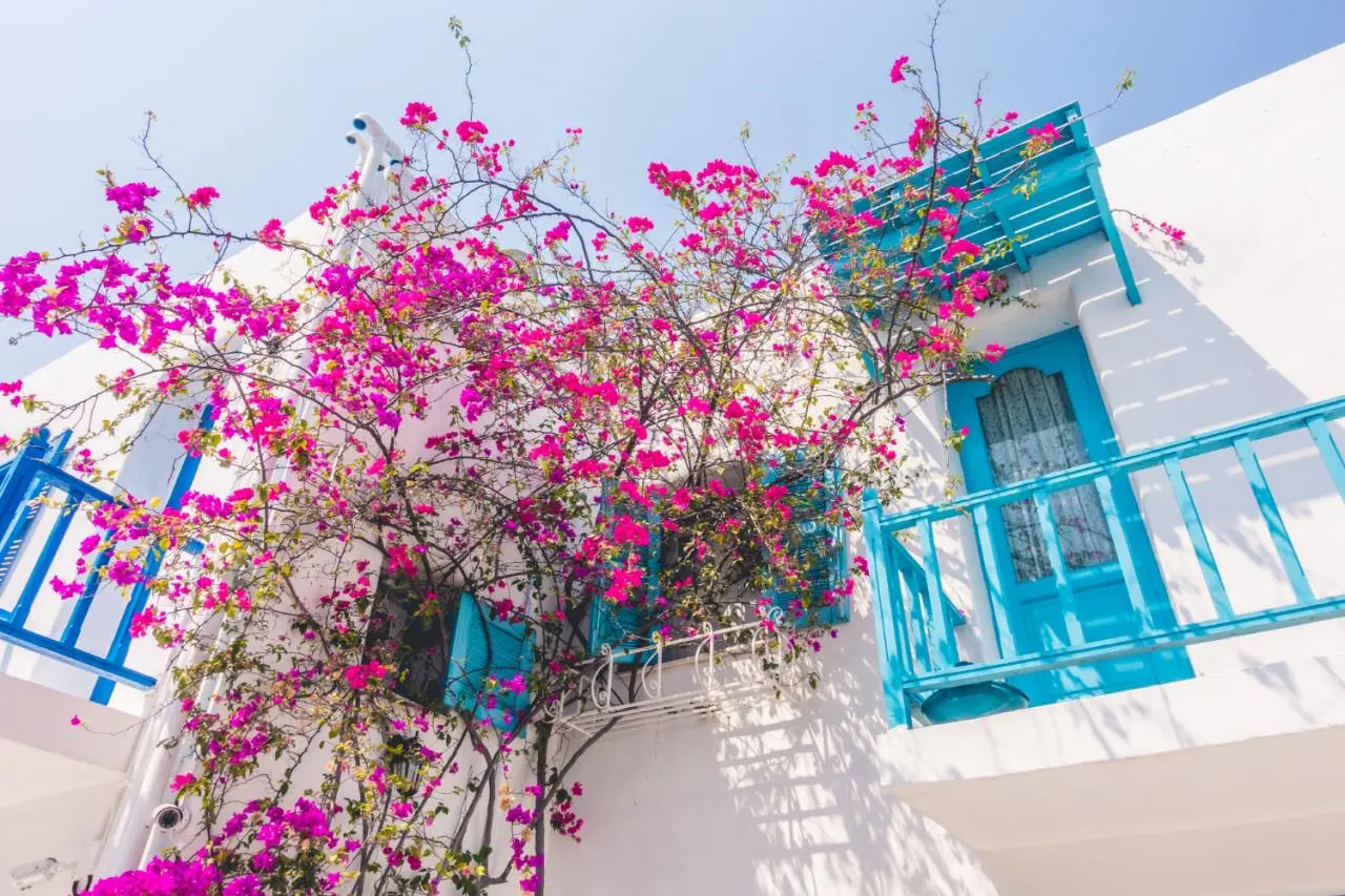 Bougainvillea