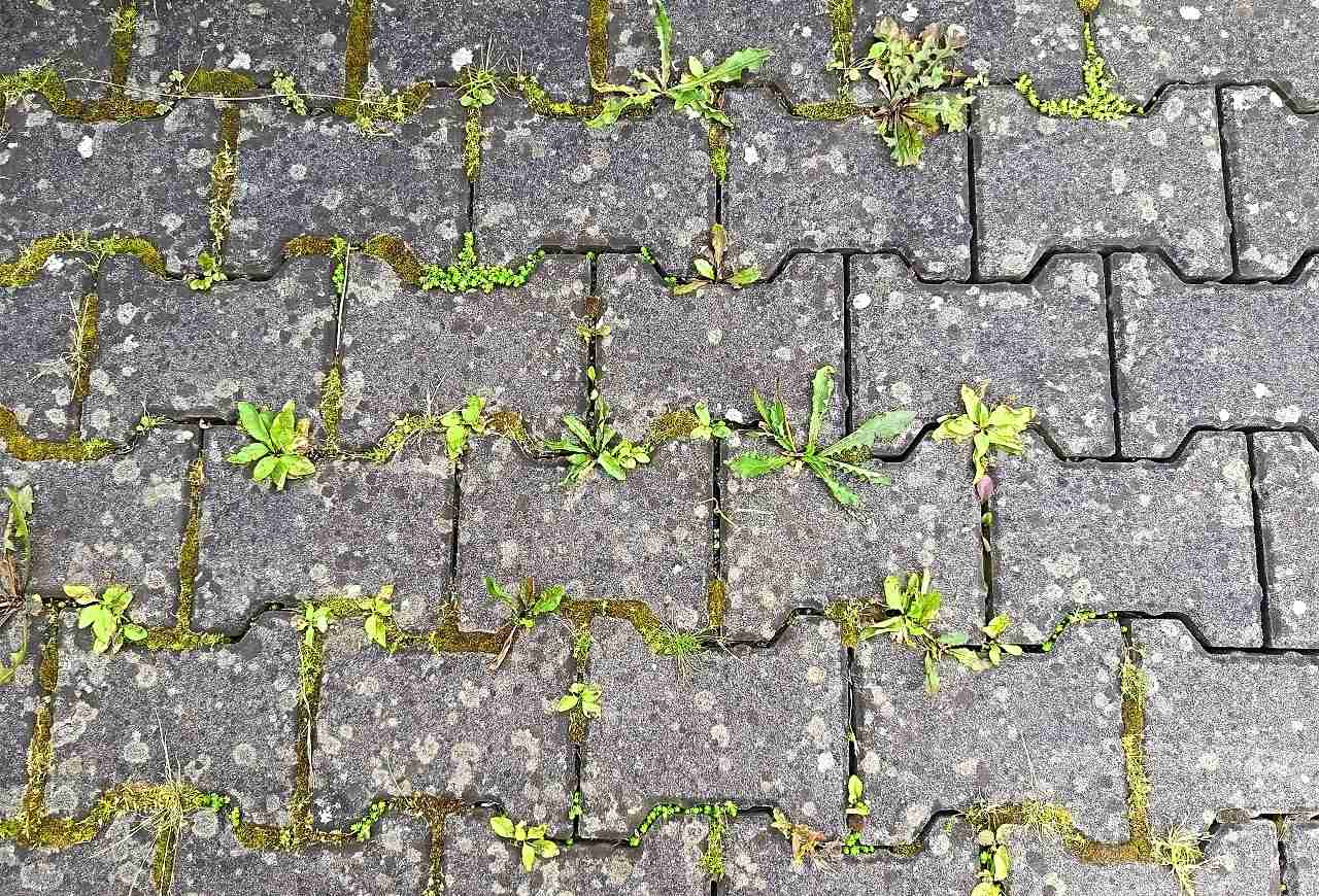 Jak odstranit plevel ze zámkové dlažby?