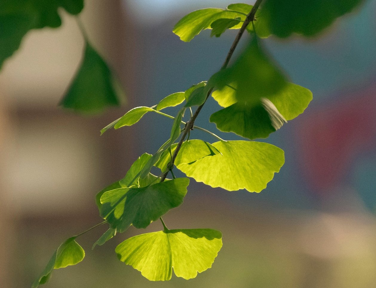 Pěstujeme gingko biloba