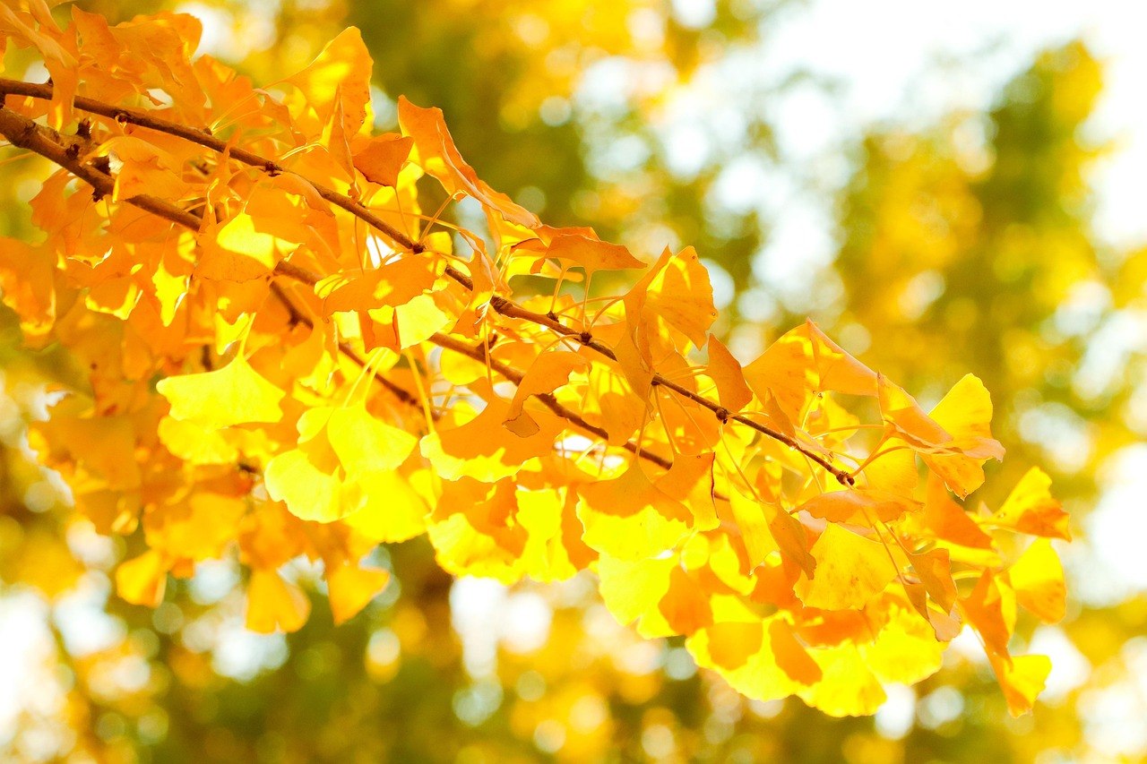Pěstujeme gingko biloba