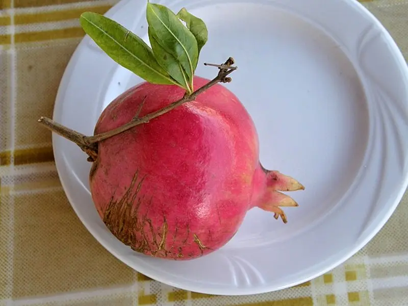 Pěstování granátovníku doma i na zahradě