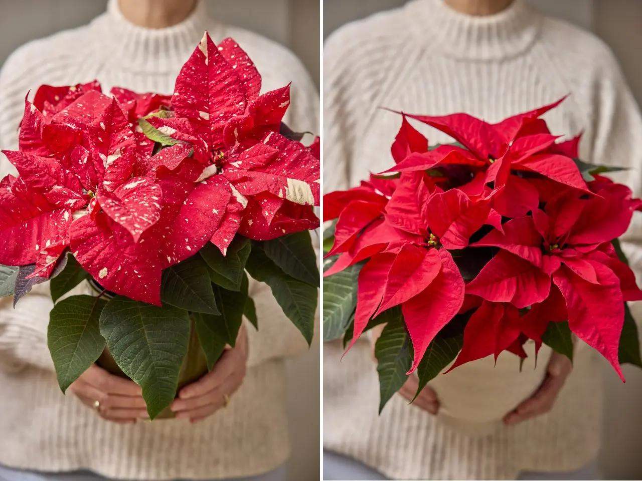 Jak nakupovat a pečovat o poinsettii?