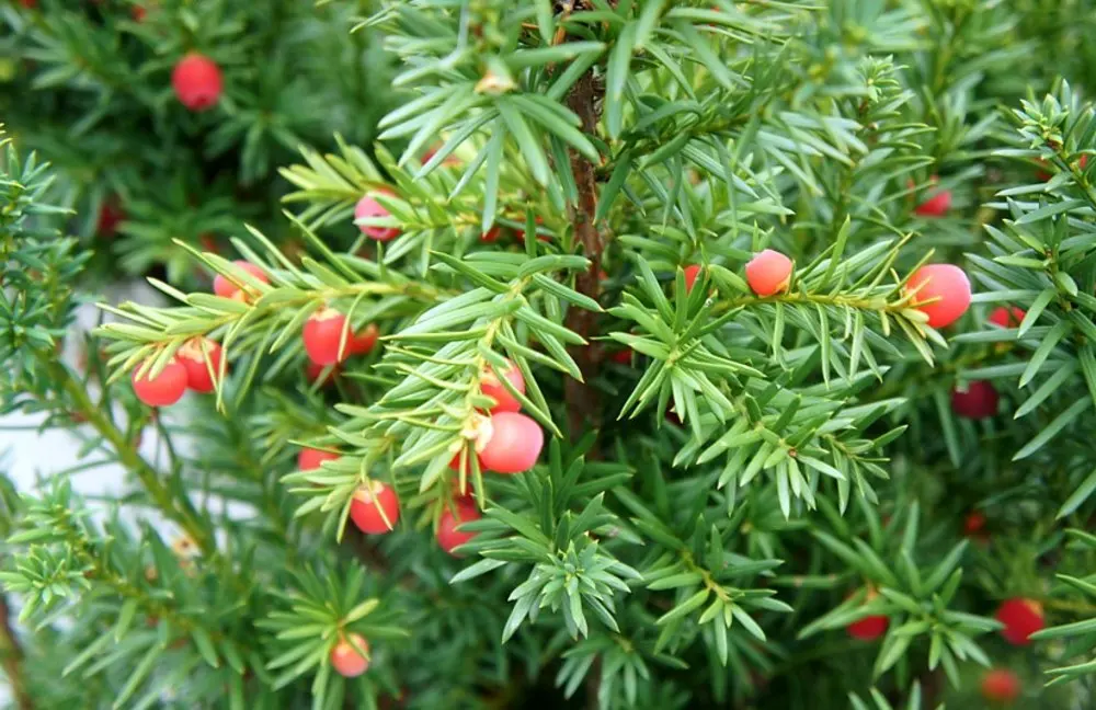 Jedovaté jehličnany do vánoční dekorace