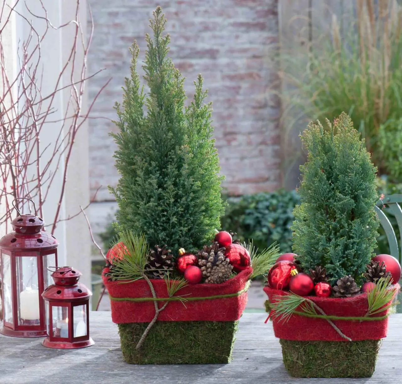 Jedovaté jehličnany do vánoční dekorace