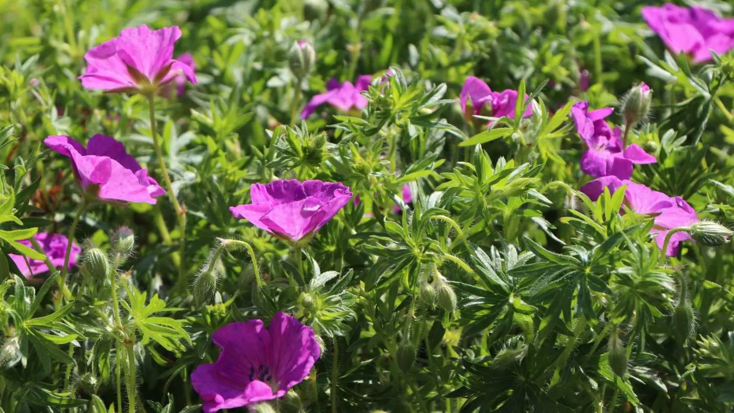 Kakost krvavý, Geranium sanguineum