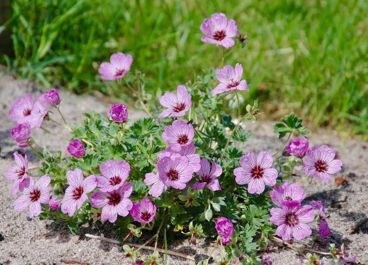 Kakost sivý ‚Ballerina‘, Geranium cinereum ‚Ballerina‘