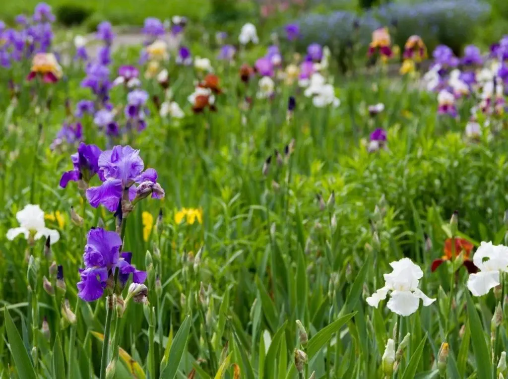 Pěstování kosatců - irisů