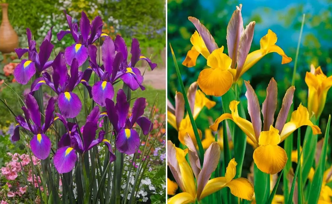 Pěstování kosatců - irisů