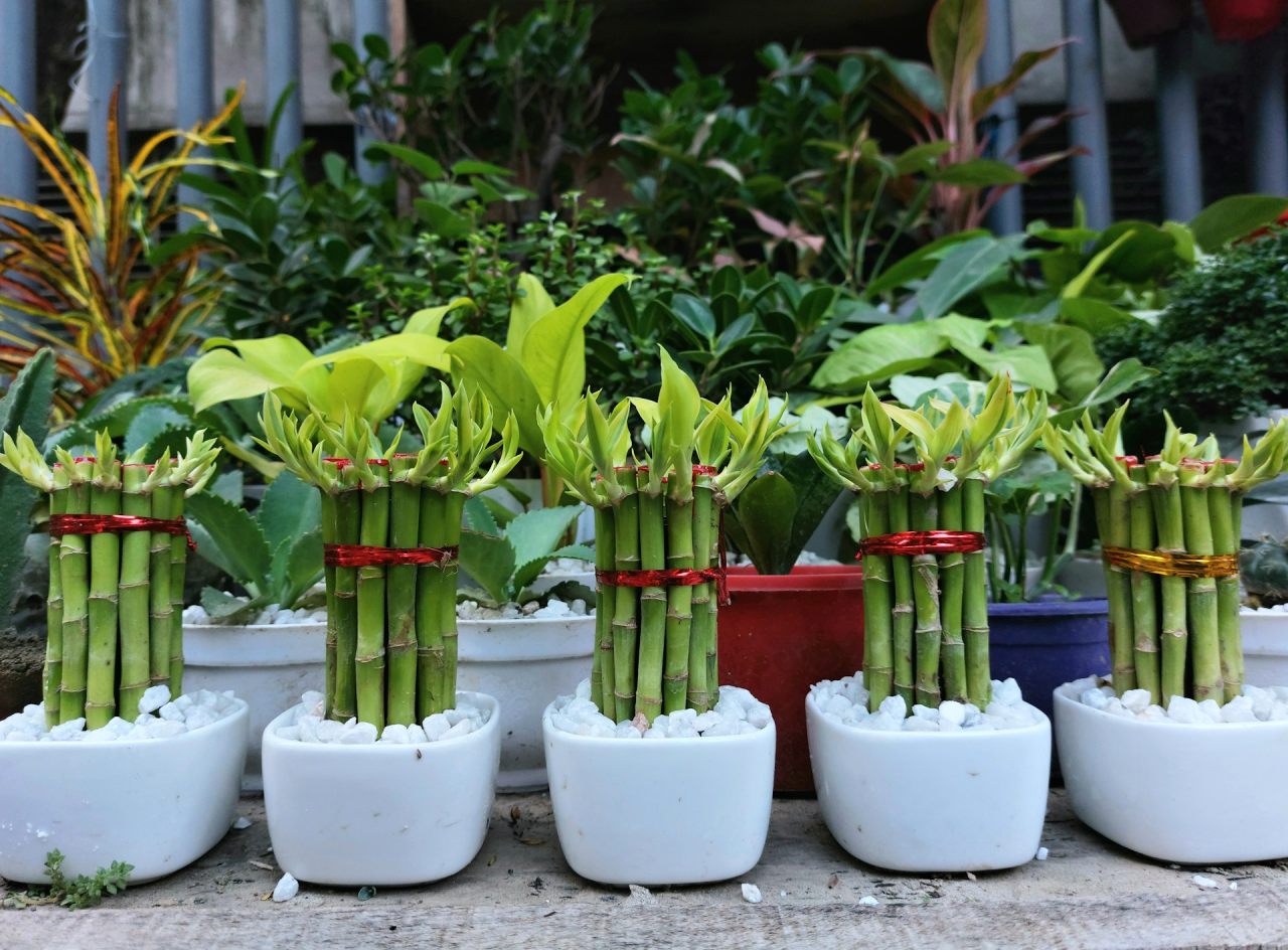 Pěstování lucky bamboo