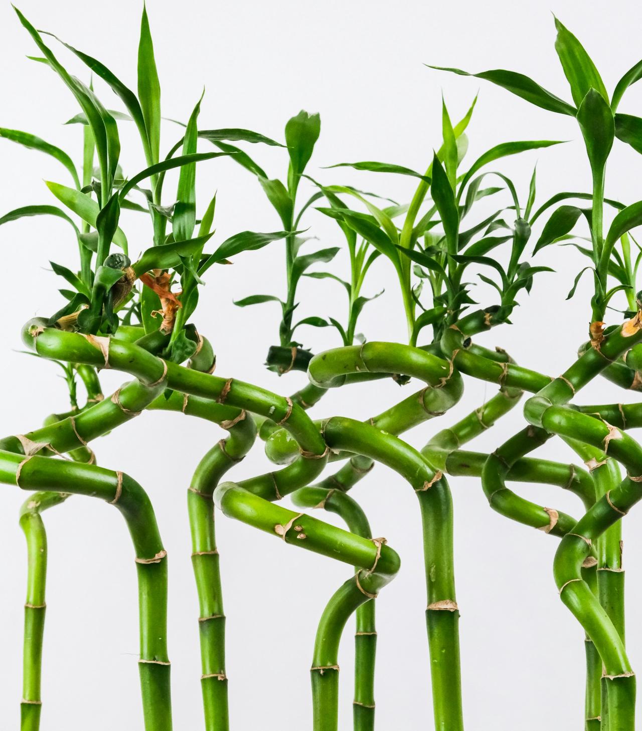 Pěstování lucky bamboo