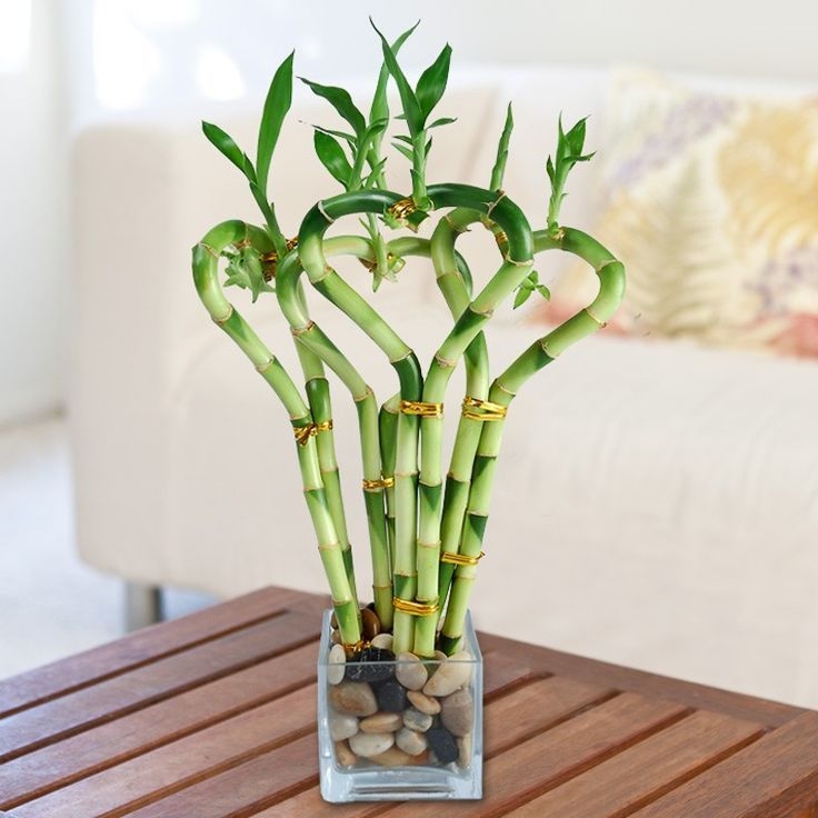 Pěstování lucky bamboo